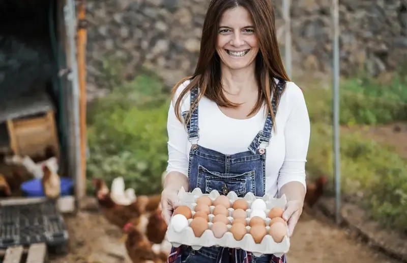 The Eggs Factory3